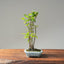 Zelkova Copse Bonsai 1095 - Bonsaify