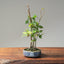 Zelkova Copse Bonsai 1102 - Bonsaify