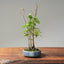 Zelkova Copse Bonsai 1102 - Bonsaify