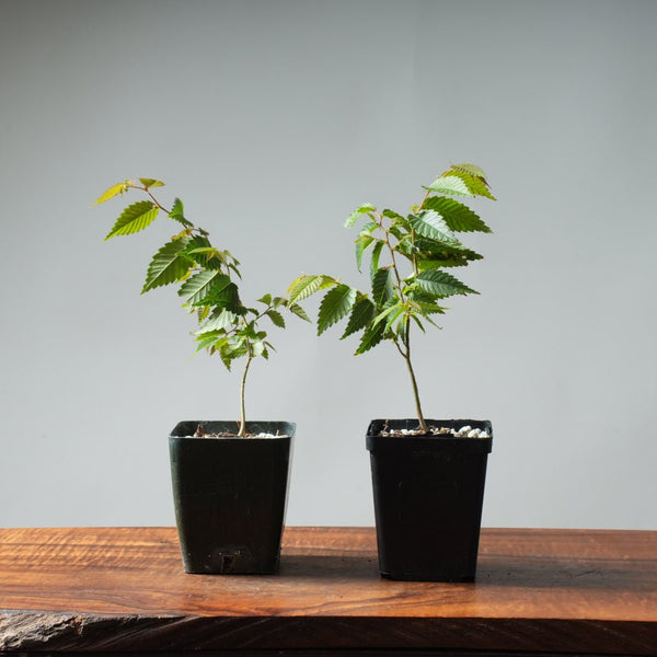 Zelkova Starters - Bonsaify