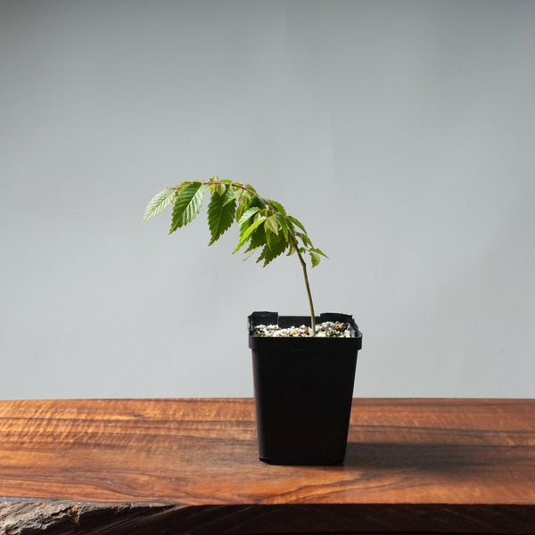 Zelkova Starters - Bonsaify