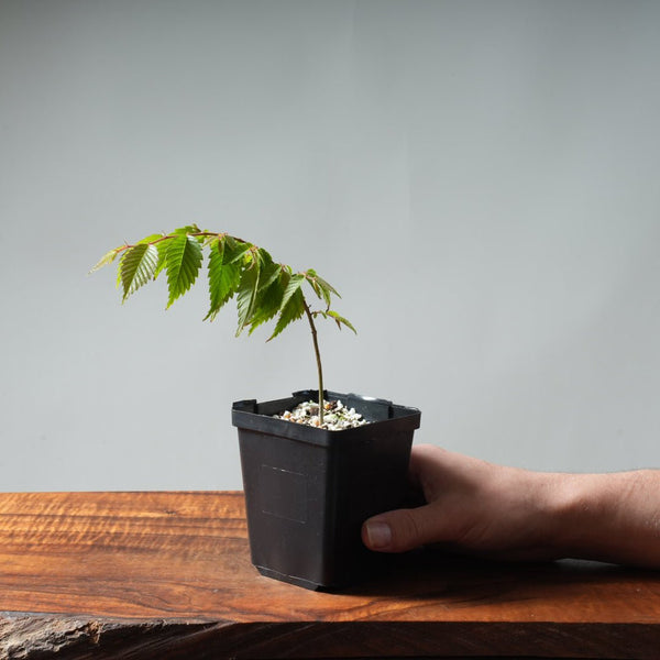 Zelkova Starters - Bonsaify