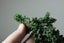 Sekka Hinoki Cypress Bonsai Starters