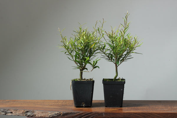 Willow-Leaf Ficus Bonsai Starters