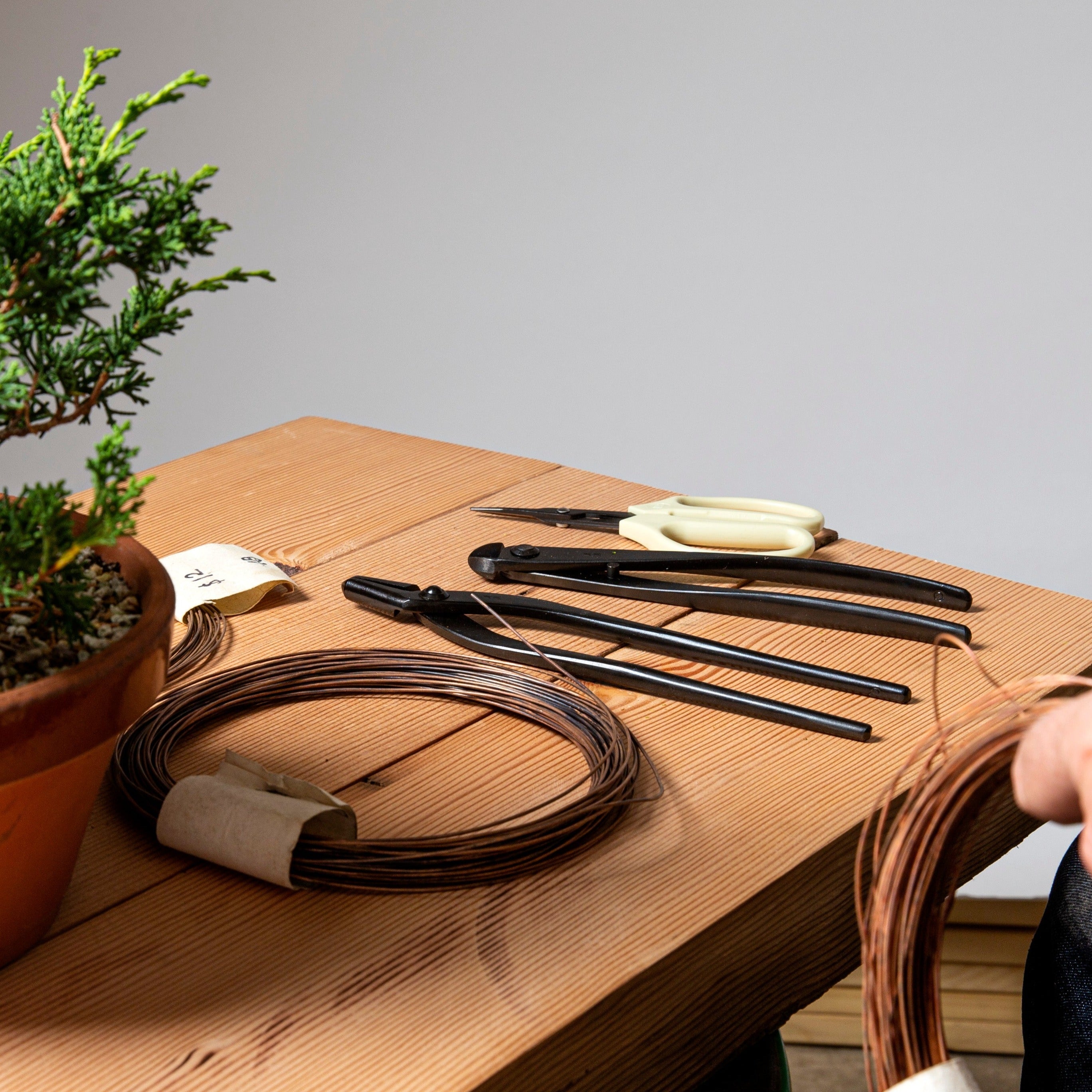 Bonsaify | Japanese Black Pine #612