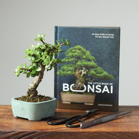 Basic Indoor Bonsai Gift Bundle - Bonsaify