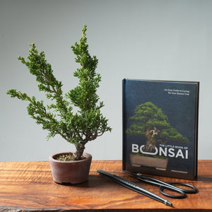 Basic Outdoor Bonsai Gift Bundle - Bonsaify