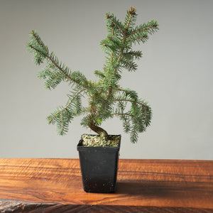 Black Ezo Spruce Wired Starters - Picea jezoensis - Bonsaify