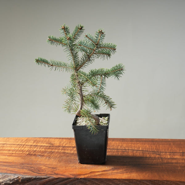 Black Ezo Spruce Wired Starters - Picea jezoensis - Bonsaify