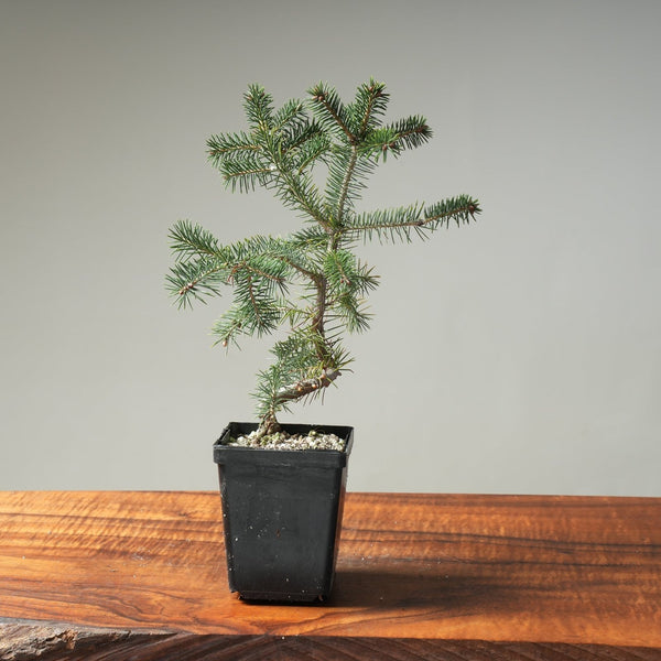 Black Ezo Spruce Wired Starters - Picea jezoensis - Bonsaify