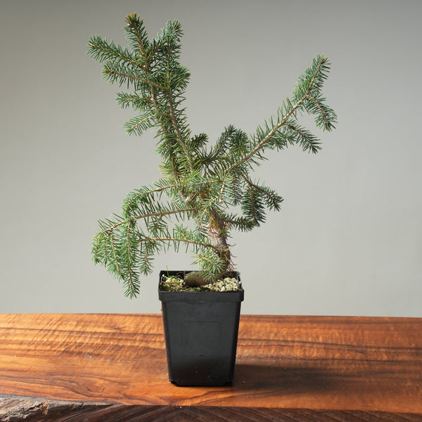 Black Ezo Spruce Wired Starters - Picea jezoensis - Bonsaify