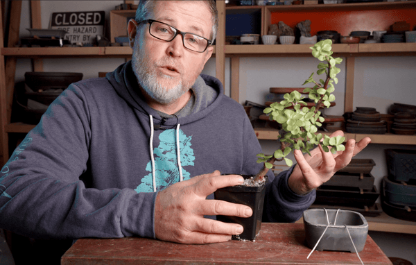 Bonsai Basics eCourse: How to Make an Indoor Bonsai Tree - Bonsaify