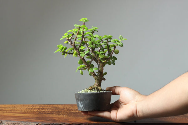 Bonsai Basics eCourse: How to Make an Indoor Bonsai Tree - Bonsaify
