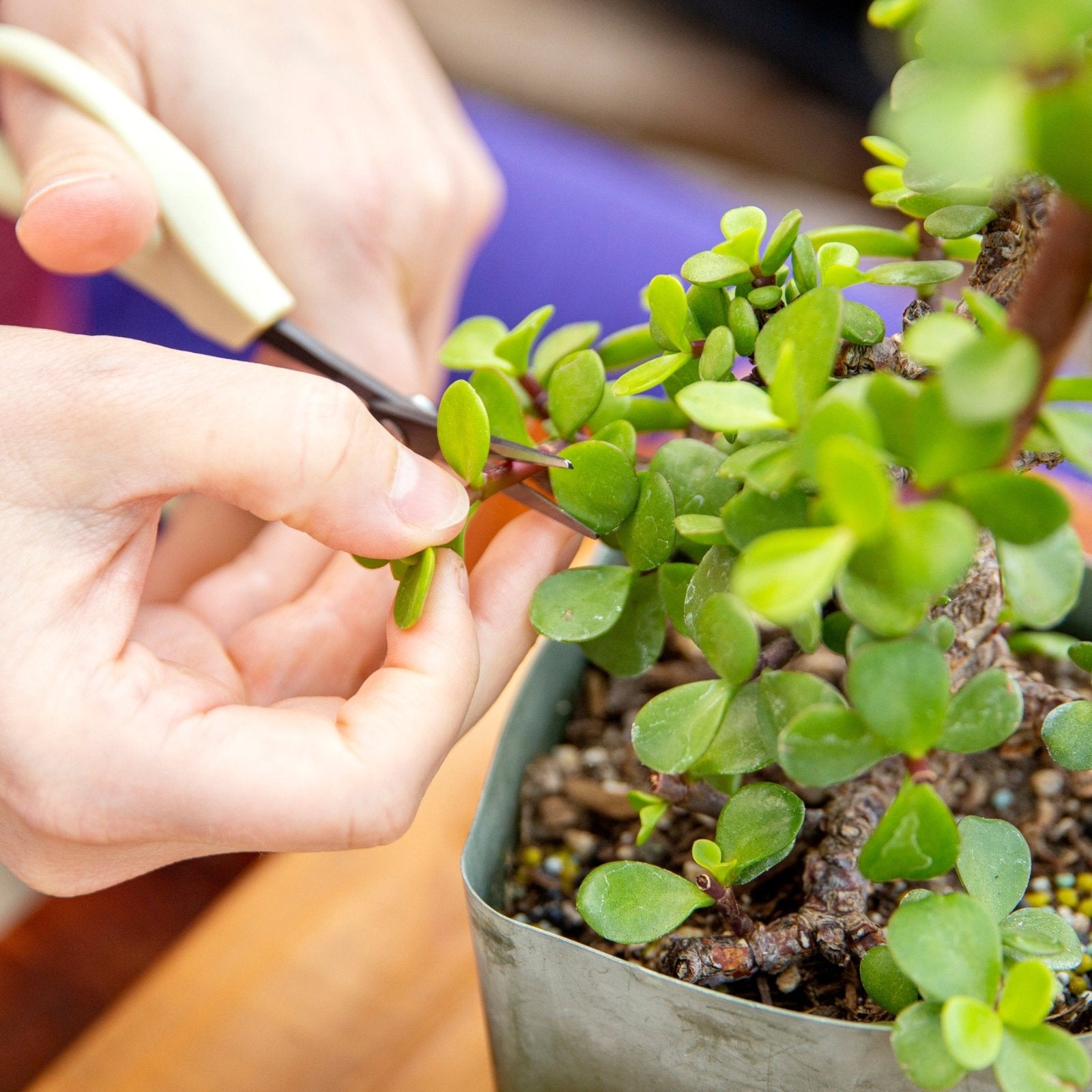 bonsai tree basics Bonsai Basics eCourse: How to Make an Indoor Bonsai Tree
