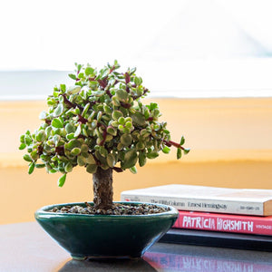 Bonsai Basics eCourse: How to Make an Indoor Bonsai Tree - Bonsaify