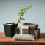 Bonsai Basics Kit: Make an Indoor Bonsai Tree! - Bonsaify