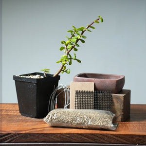 Bonsai Basics Kit: Make an Indoor Bonsai Tree! - Bonsaify
