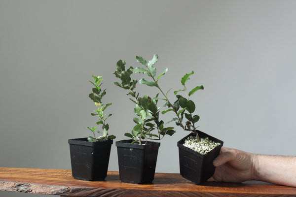 Cork Oak Bonsai Starters - Bonsaify