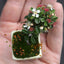 Cotoneaster Mini Bonsai Starters - Bonsaify