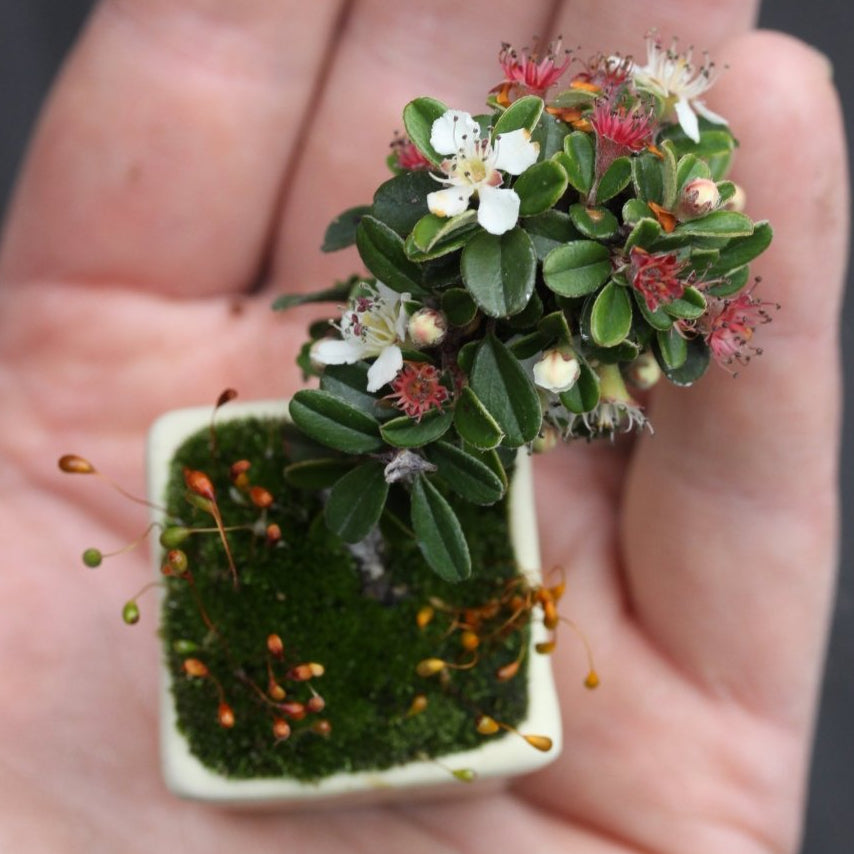 Cotoneaster Mini Bonsai Starters - Bonsaify