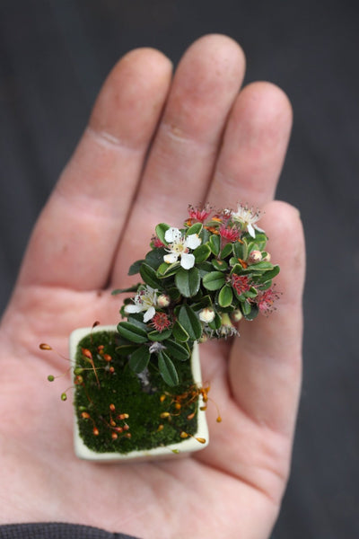 Cotoneaster Mini Bonsai Starters - Bonsaify