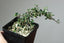 Cotoneaster Mini Bonsai Starters - Bonsaify