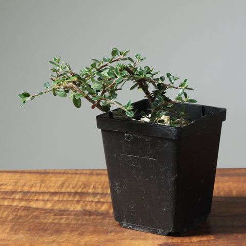 Cotoneaster Mini Bonsai Starters - Bonsaify