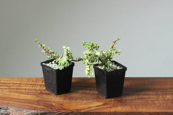 Dwarf Jade Variegated Starters - Bonsaify