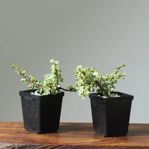 Dwarf Jade Variegated Starters - Bonsaify