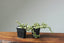Dwarf Jade Variegated Starters - Bonsaify