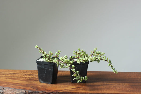 Dwarf Jade Variegated Starters - Bonsaify