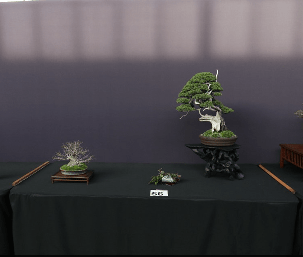 Eric Schrader Hand-Carved Root-Motif Stand - Bonsaify