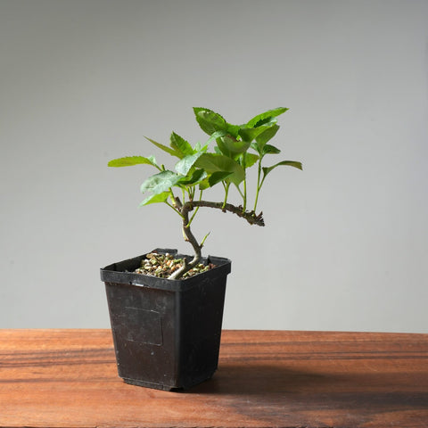 European Crabapple Bonsai Starters - Bonsaify