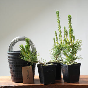 Japanese Black Pine Bonsai: eCourse Companion Bundle - Bonsaify