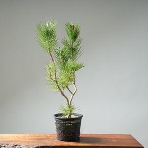 Japanese Black Pine Clump #05 - Bonsaify