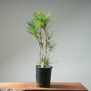 Japanese Black Pine Clump #07 - Bonsaify