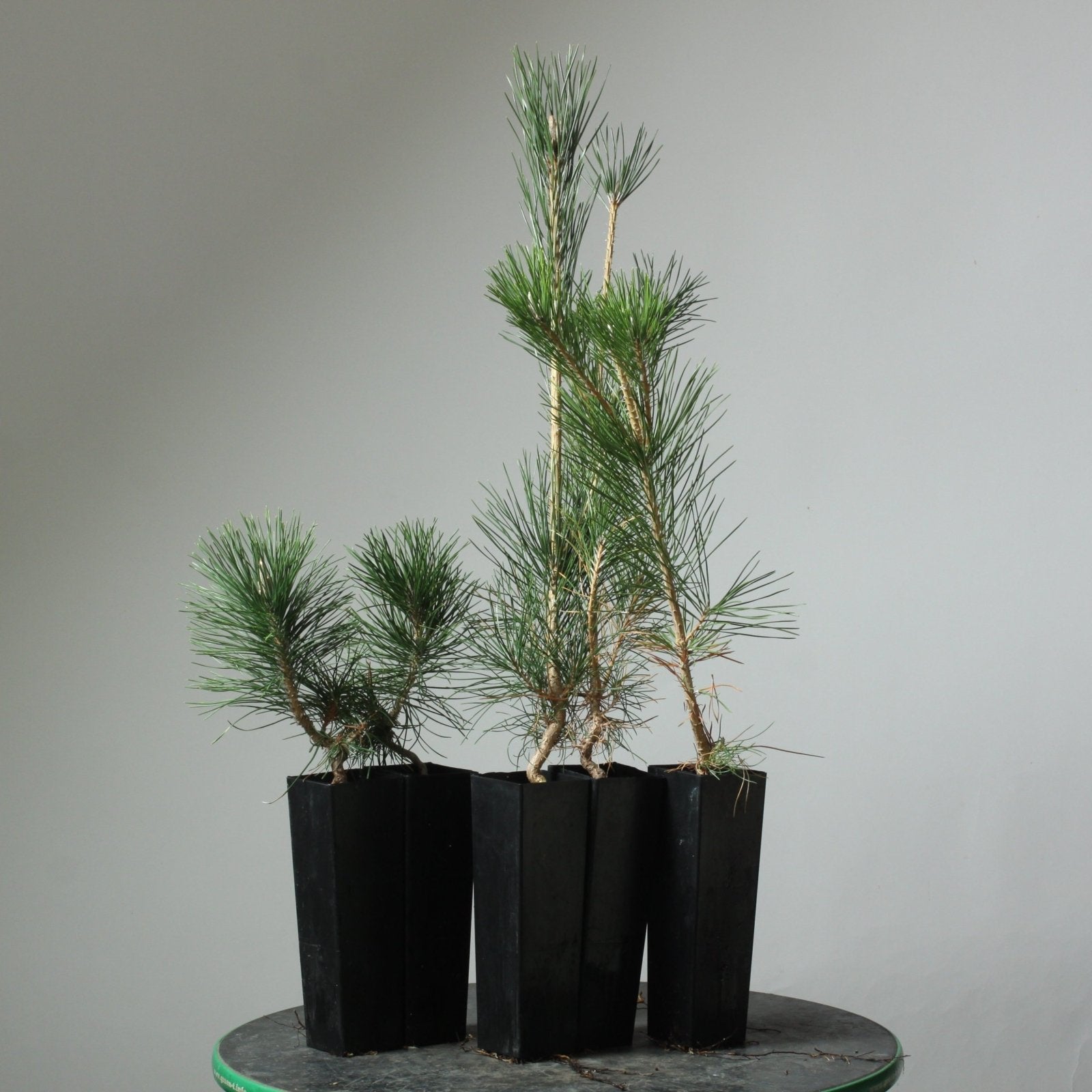Japanese Black Pine For Exposed Root and Root Over Rock - Bonsaify