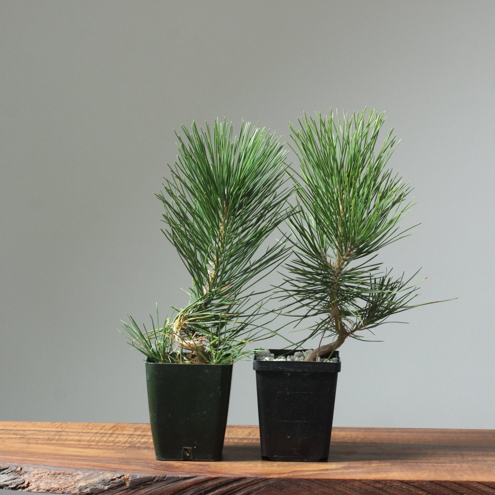 black bean tree bonsai Bonsaify