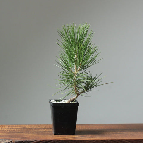 Japanese Black Pine Potted Bonsai Starters - Bonsaify