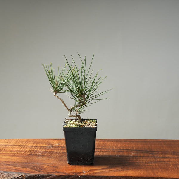 Japanese Black Pine "Seconds" Bonsai Starters - Bonsaify