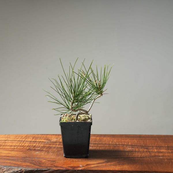 Japanese Black Pine "Seconds" Bonsai Starters - Bonsaify