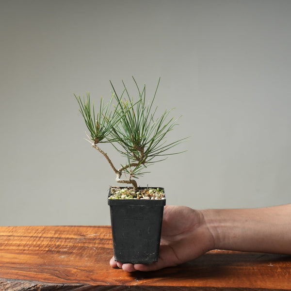 Japanese Black Pine "Seconds" Bonsai Starters - Bonsaify