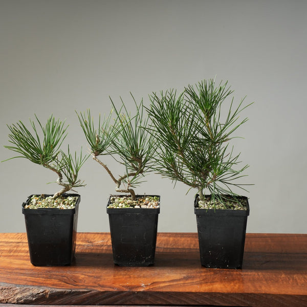 Japanese Black Pine "Seconds" Bonsai Starters - Bonsaify