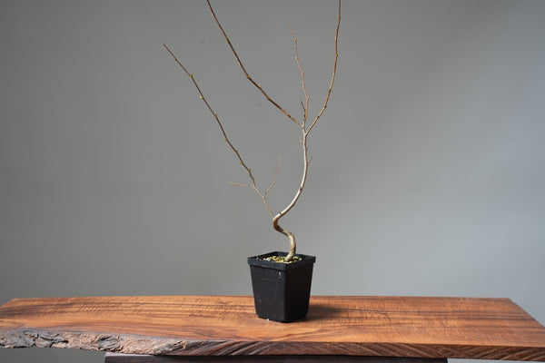 Japanese Hornbeam Wired Starters - Bonsaify