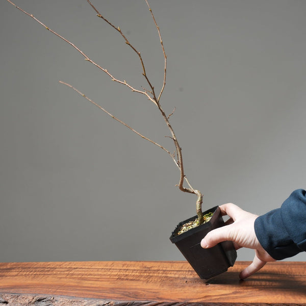 Japanese Hornbeam Wired Starters - Bonsaify