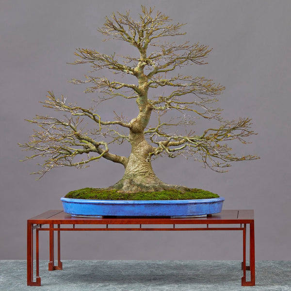 Japanese Maple Seedling Bonsai Starter - Bonsaify