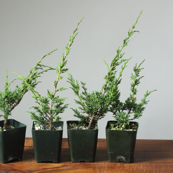 Kishu Juniper Grafting Stock - Bonsaify