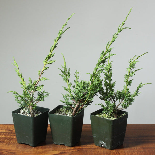 Kishu Juniper Grafting Stock - Bonsaify
