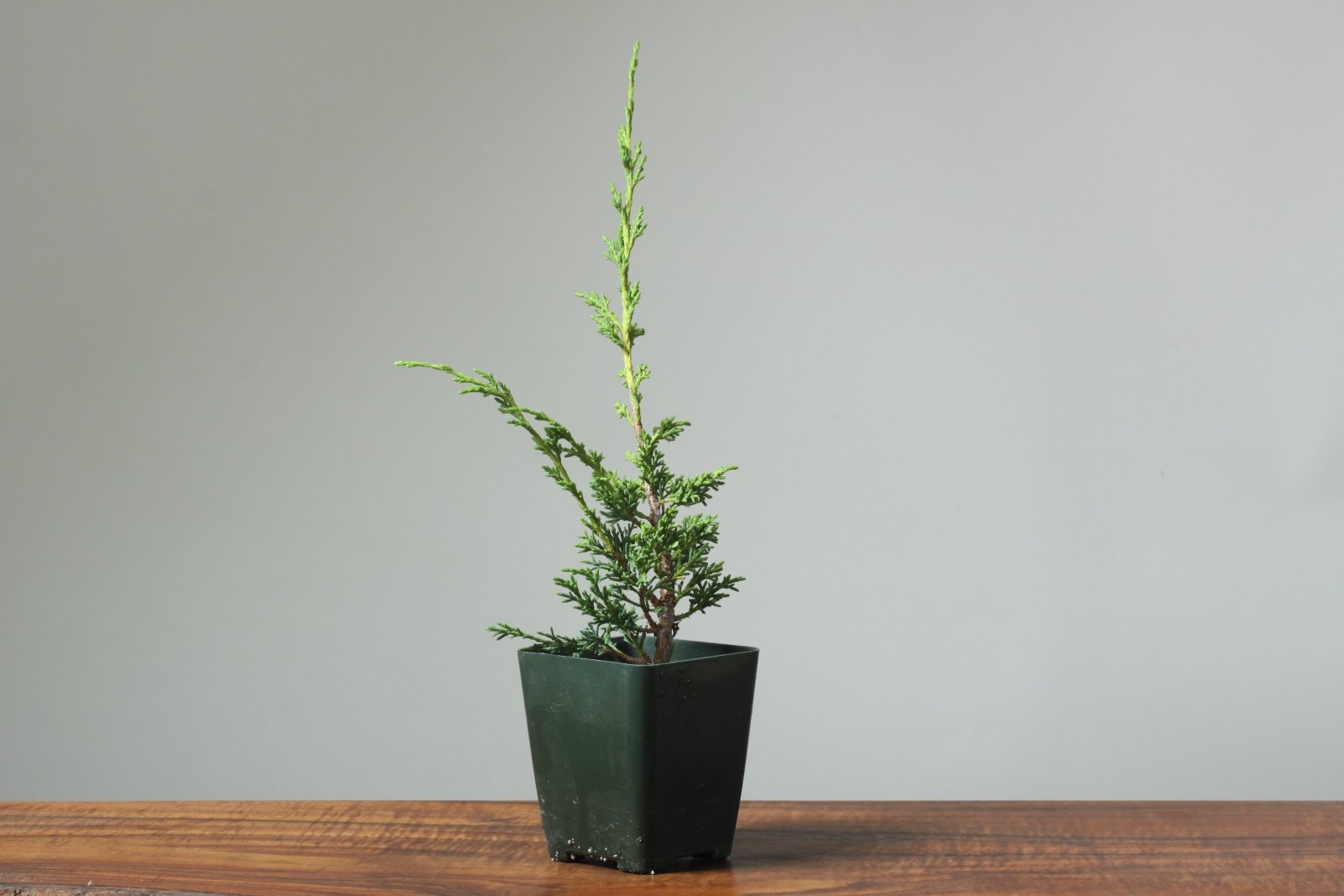Kishu Juniper Grafting Stock - Bonsaify