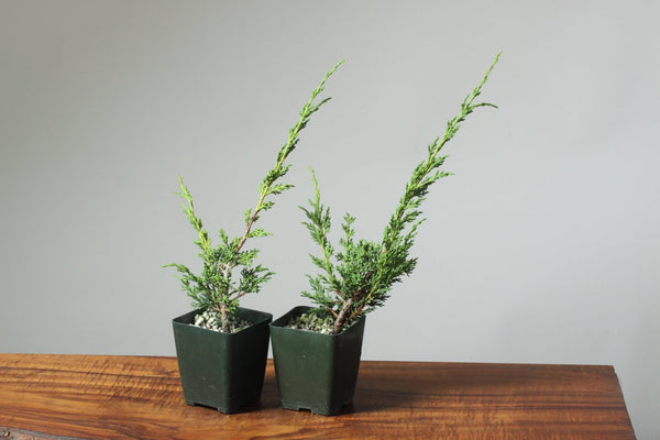 Kishu Juniper Grafting Stock - Bonsaify
